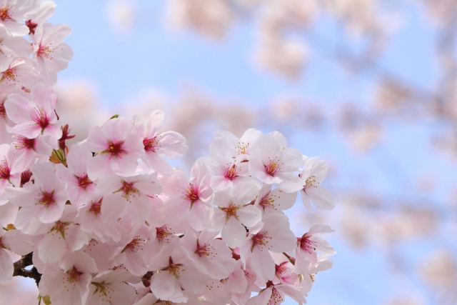 鍋田川堤桜並木(三重県木曽岬町)