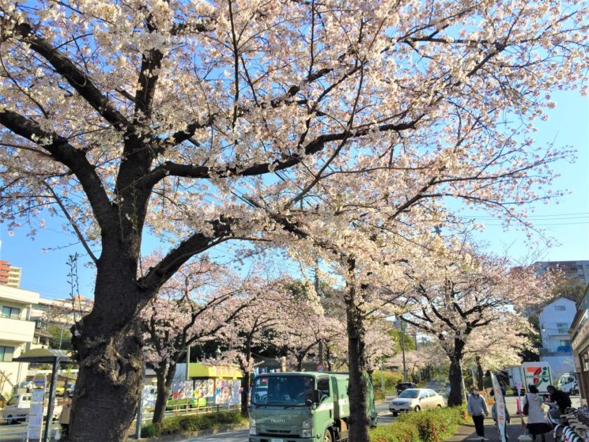 ④旭区・若葉台桜並木