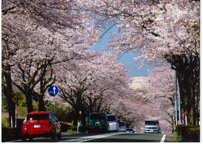 ①はだの桜みち(秦野)