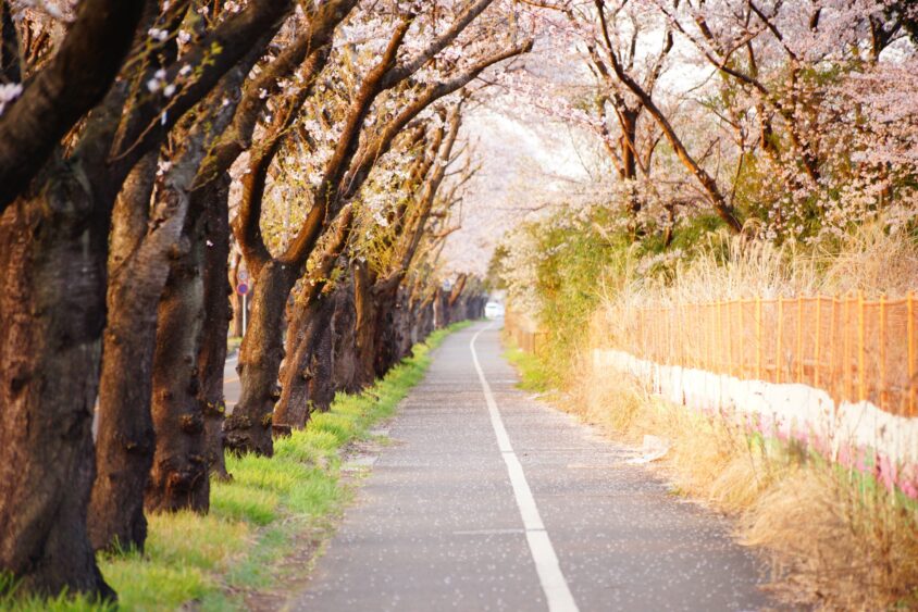 ⑦瀬谷区・海軍道路の桜並木